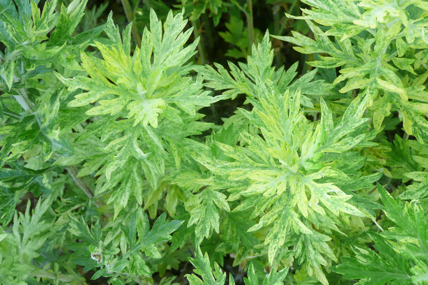 Oriental Limelight Sage